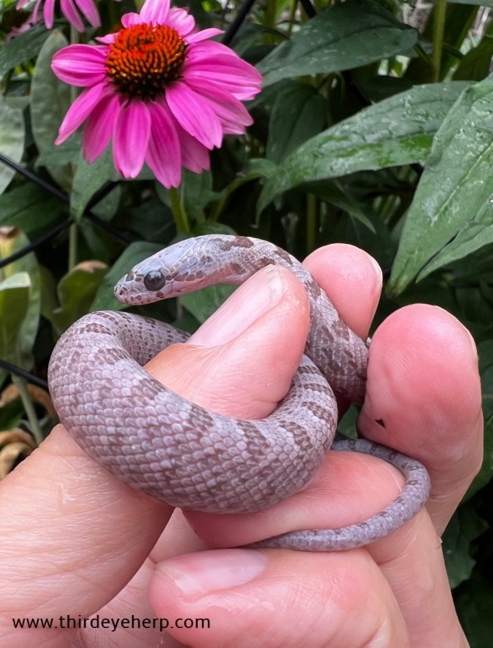 Hypomelanistic Baird's Rat Snake